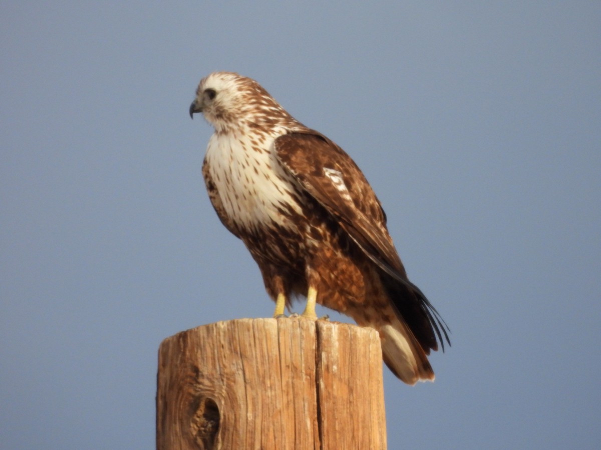 Red-tailed Hawk - ML616191766