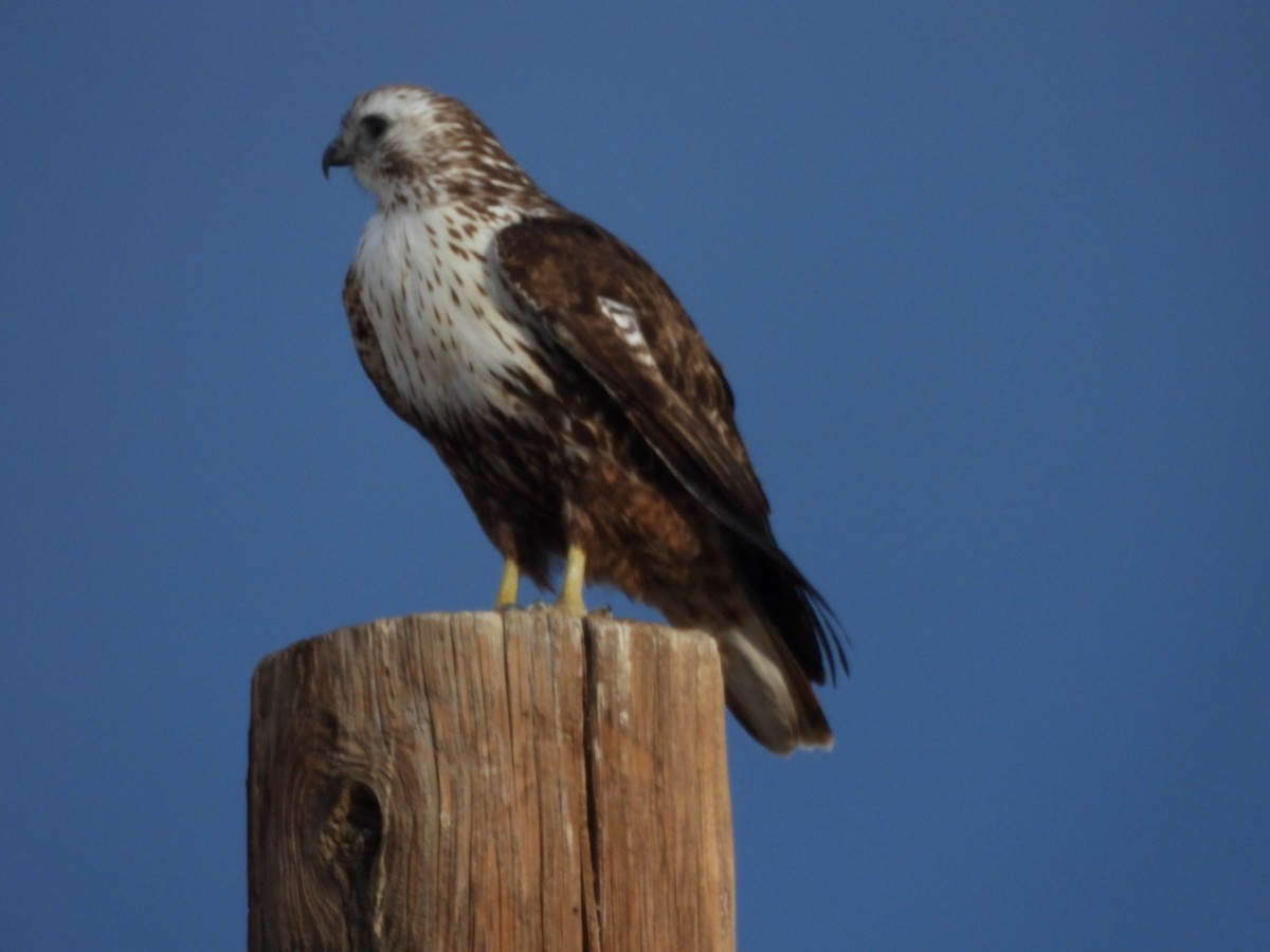 Red-tailed Hawk - ML616191767