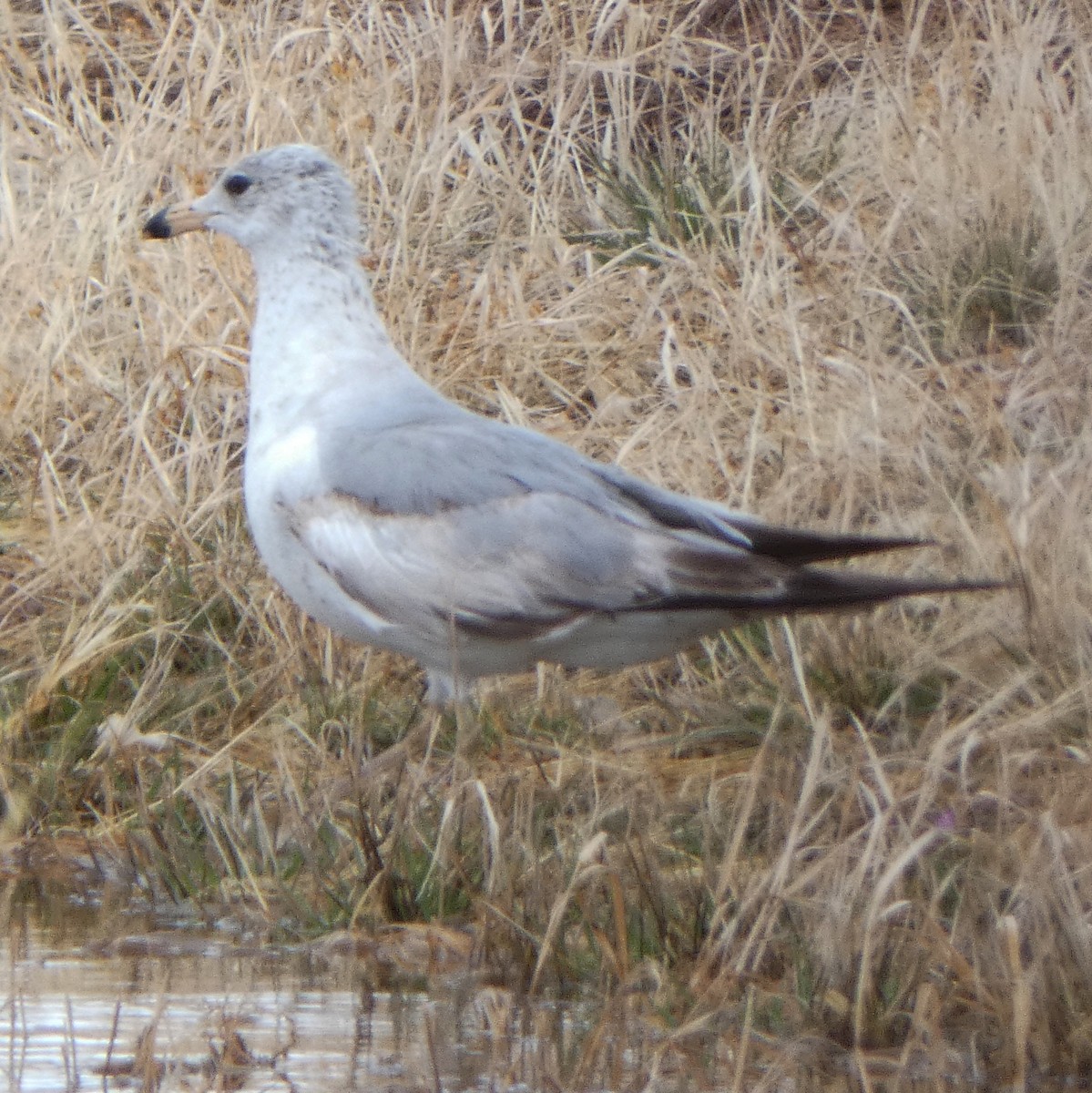 Goéland à bec cerclé - ML616191780