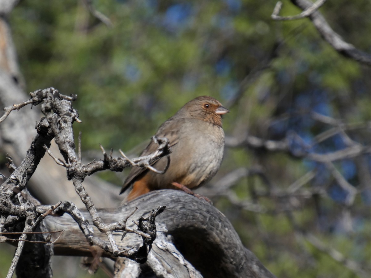 California Towhee - ML616191793