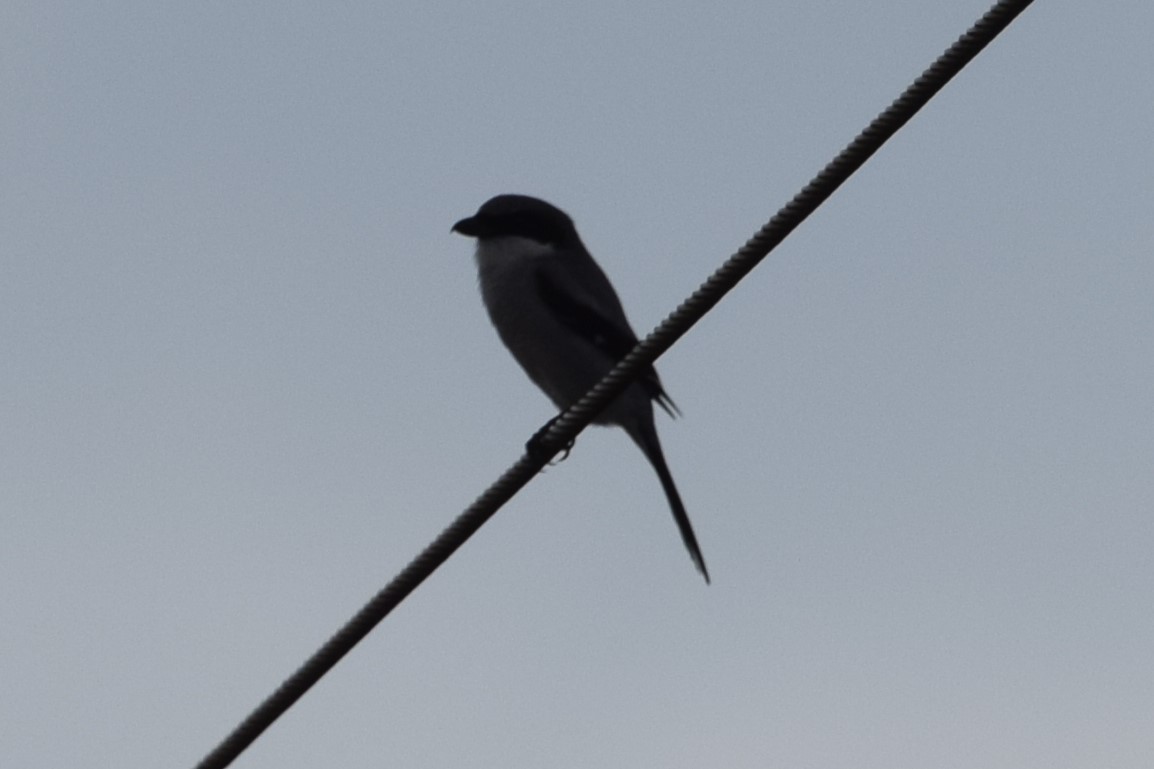 Loggerhead Shrike - ML616191805