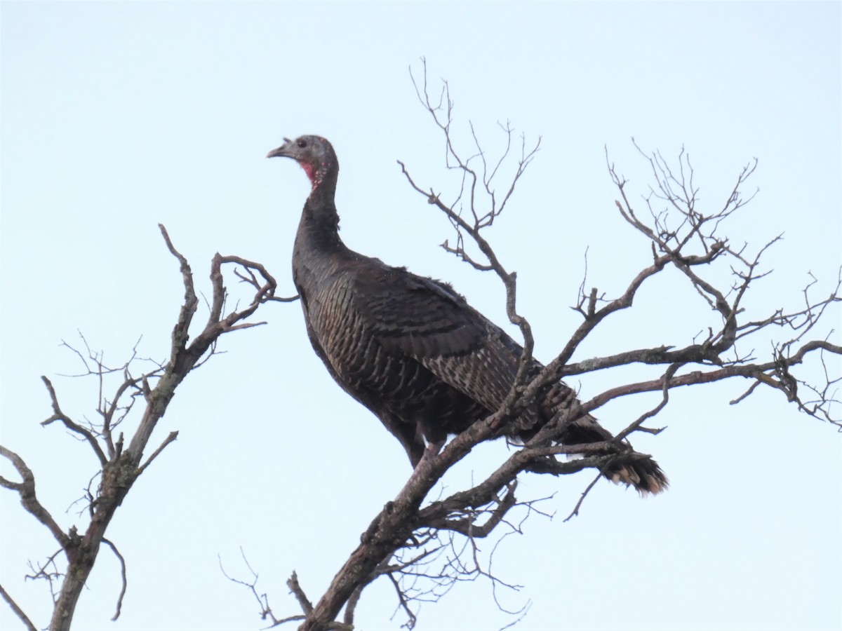 Wild Turkey - ML616191840