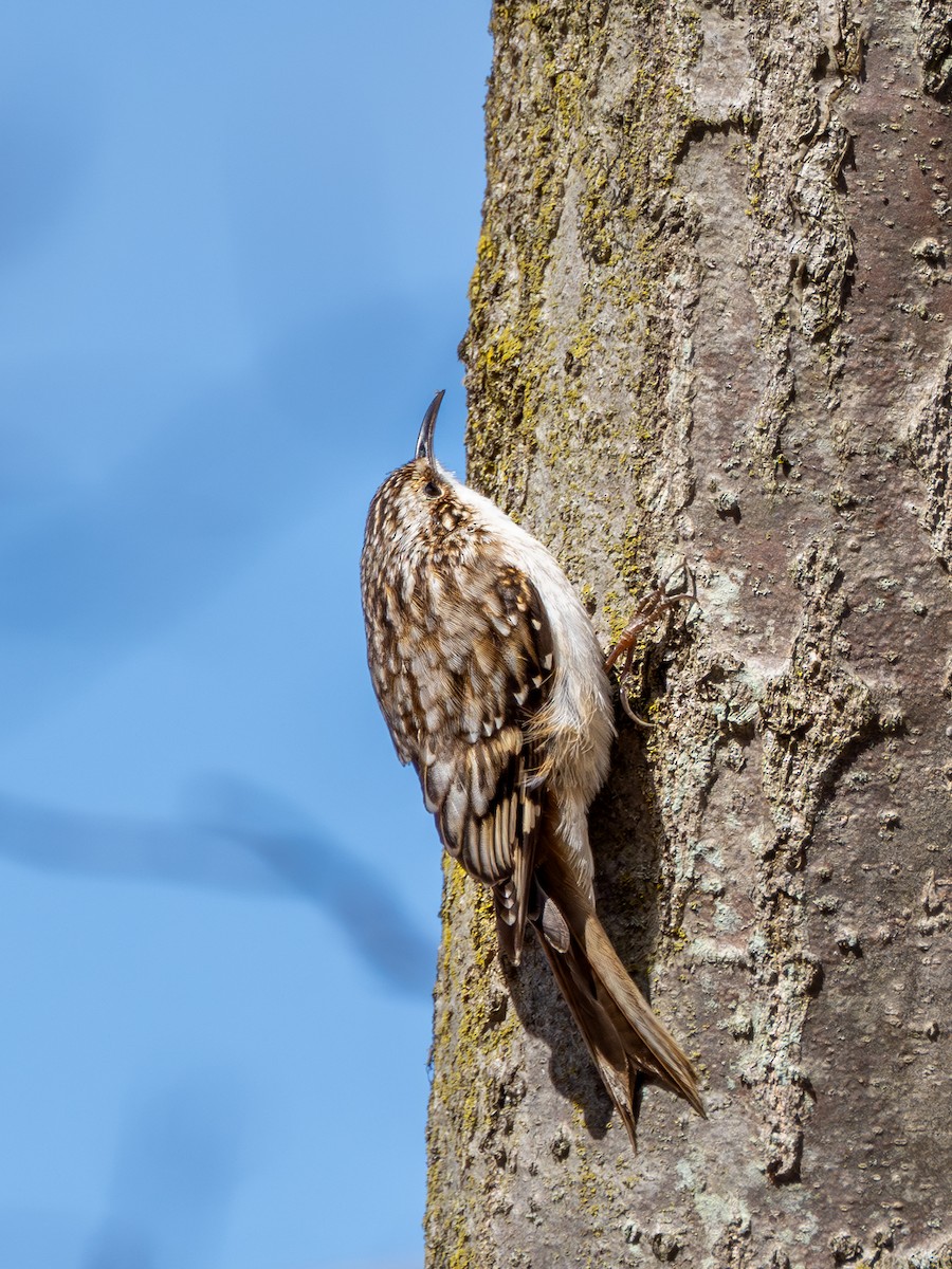 Brown Creeper - ML616191843