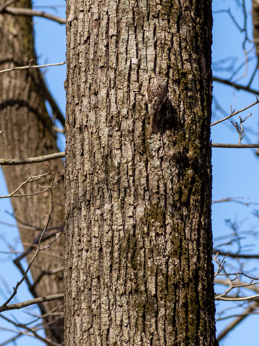 Brown Creeper - ML616191844