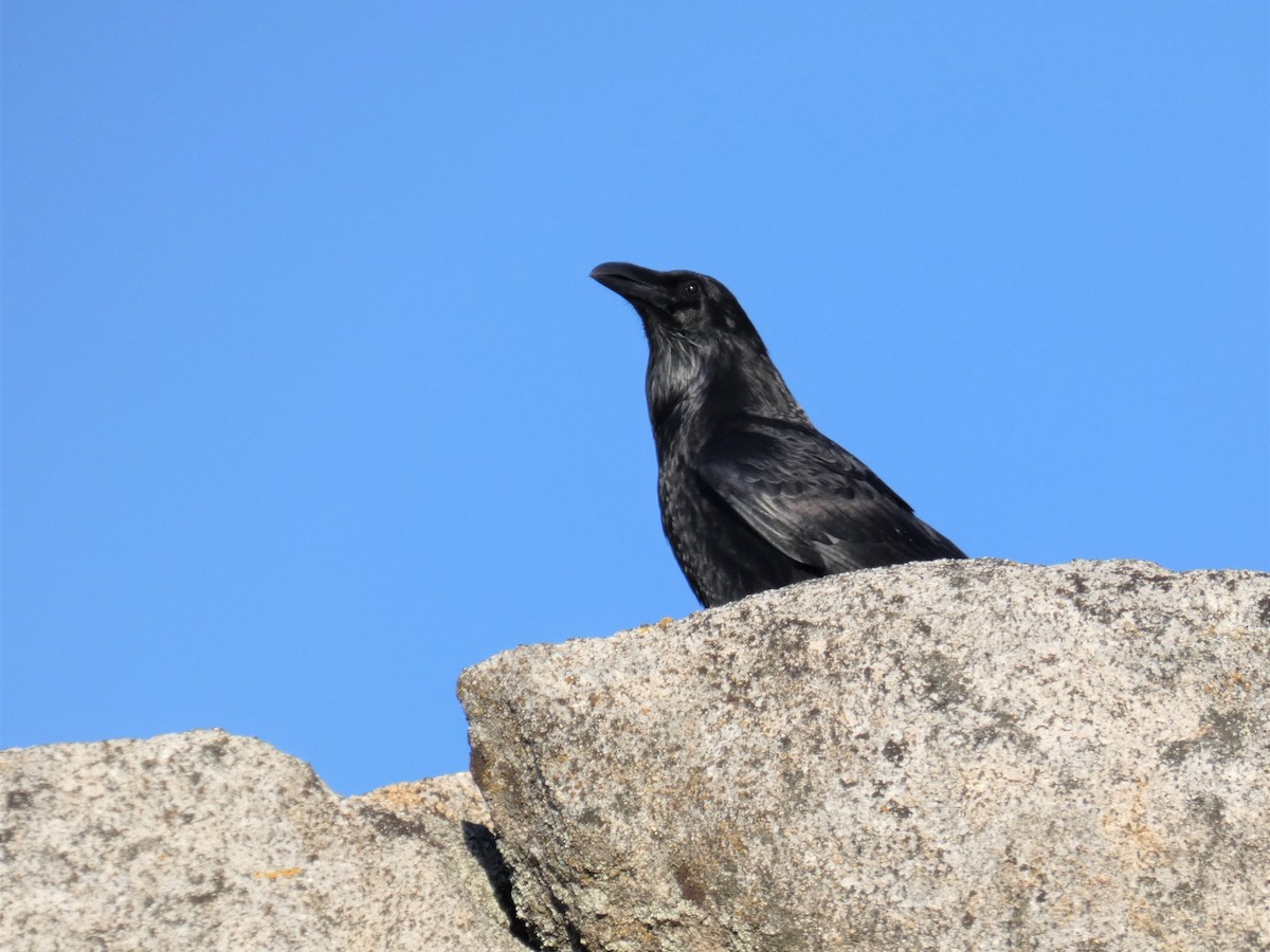 Common Raven - ML616191858