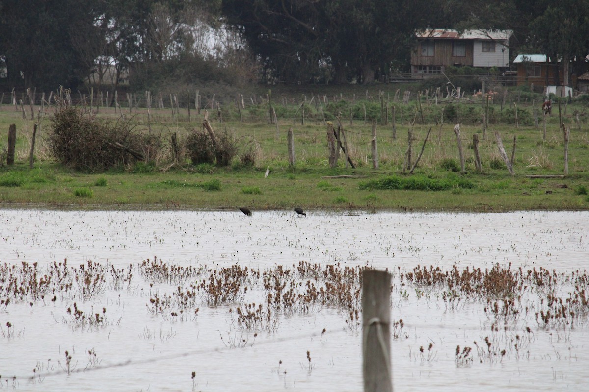 White-faced Ibis - Armando Aranela