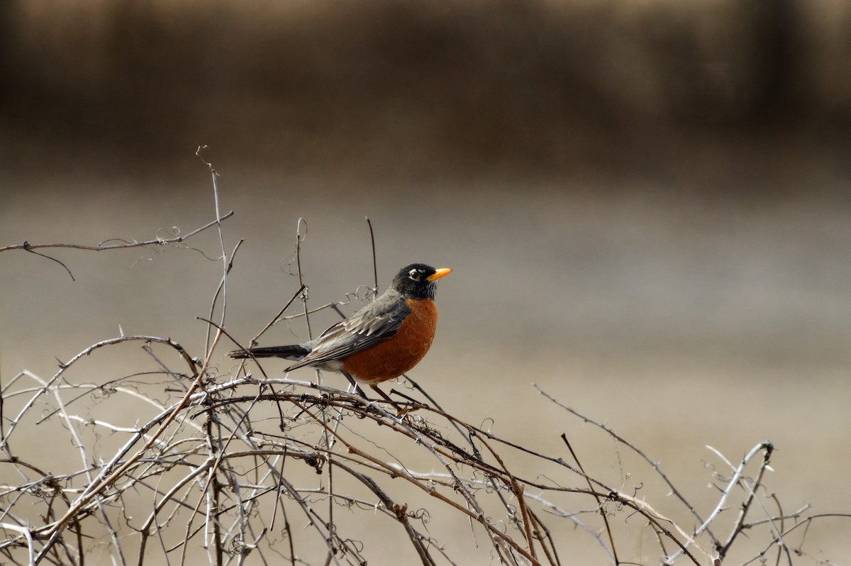 American Robin - ML616191884