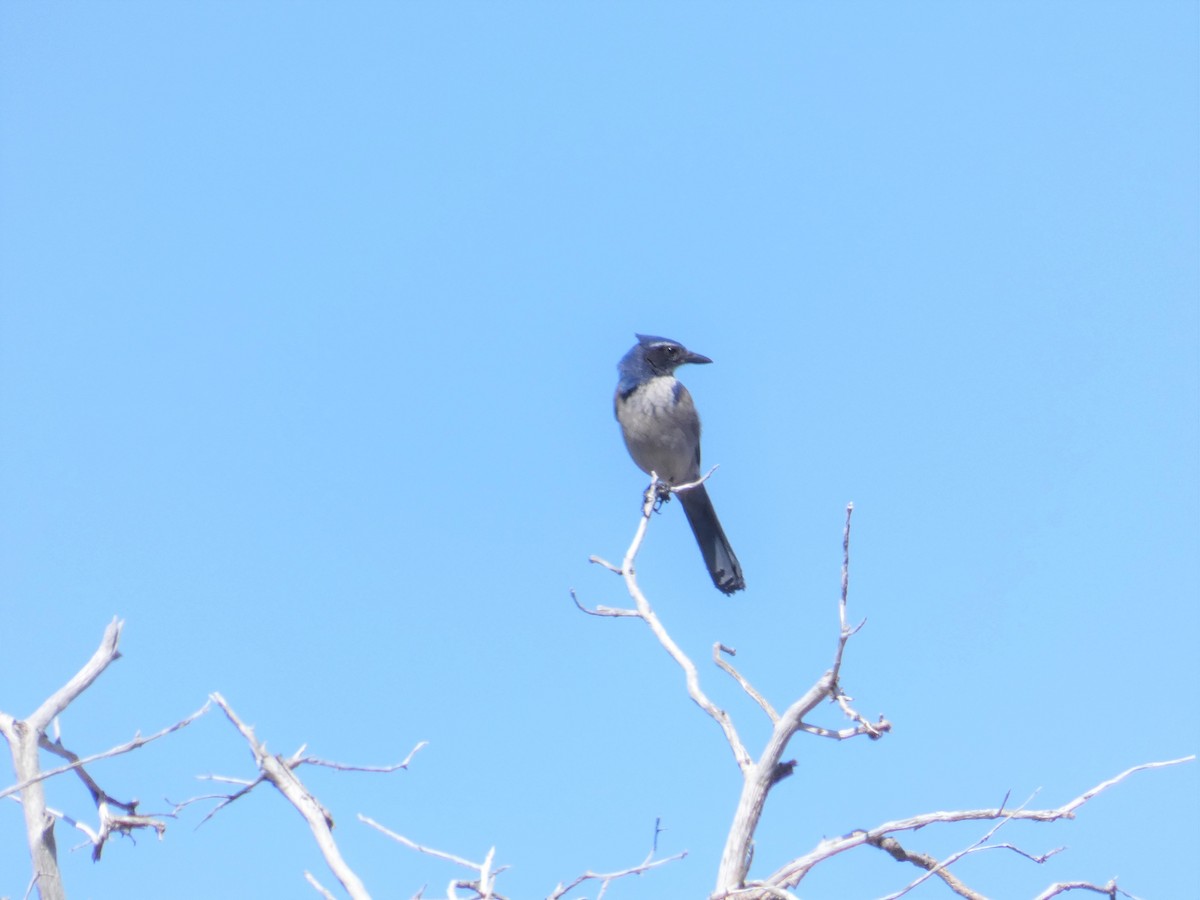 California Scrub-Jay - ML616191885