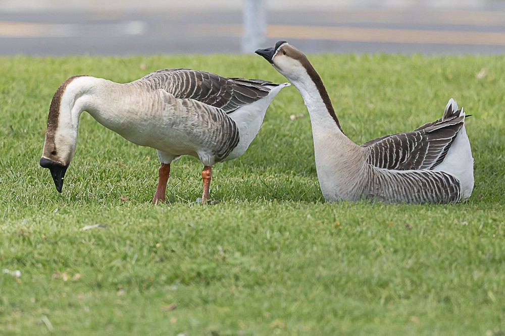 Graylag Goose (Domestic type) - James McNamara