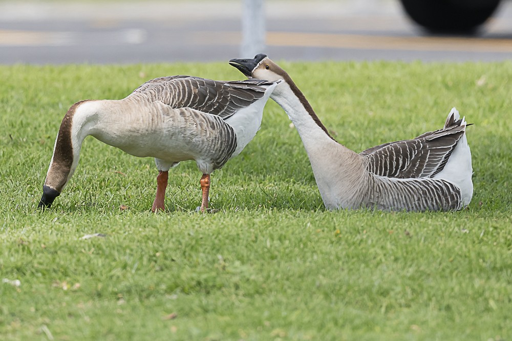 Graylag Goose (Domestic type) - ML616191909