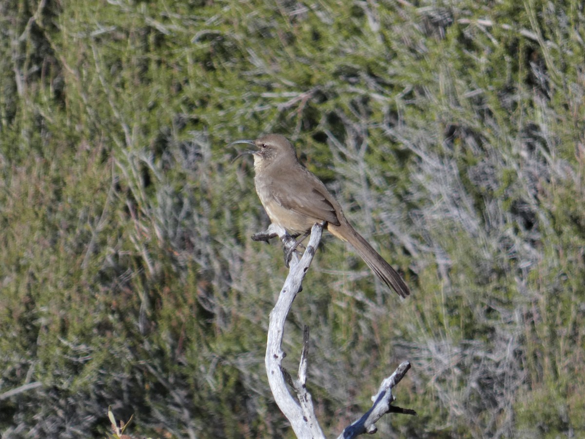 California Thrasher - ML616191915