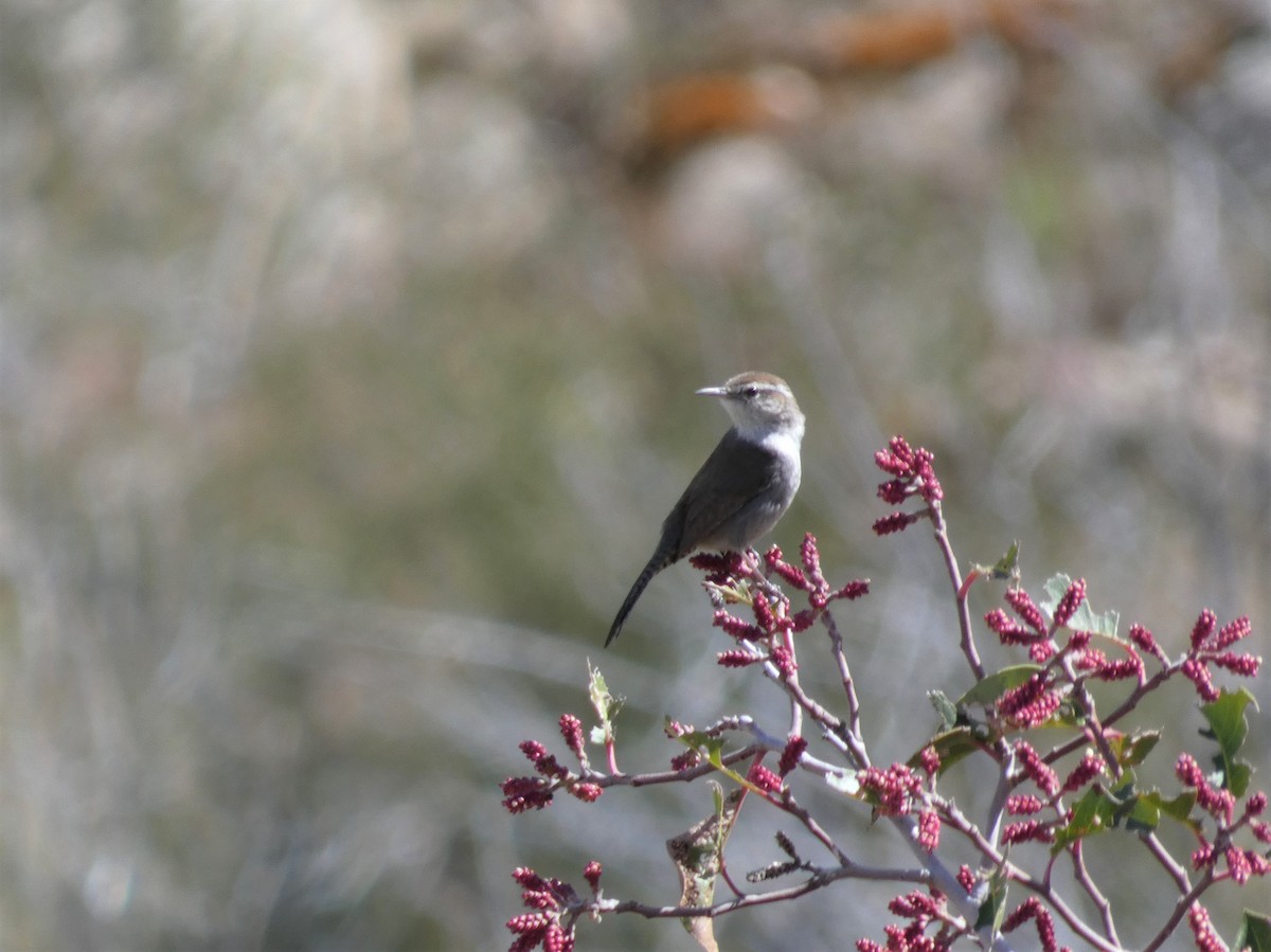 Bewick's Wren - ML616191927