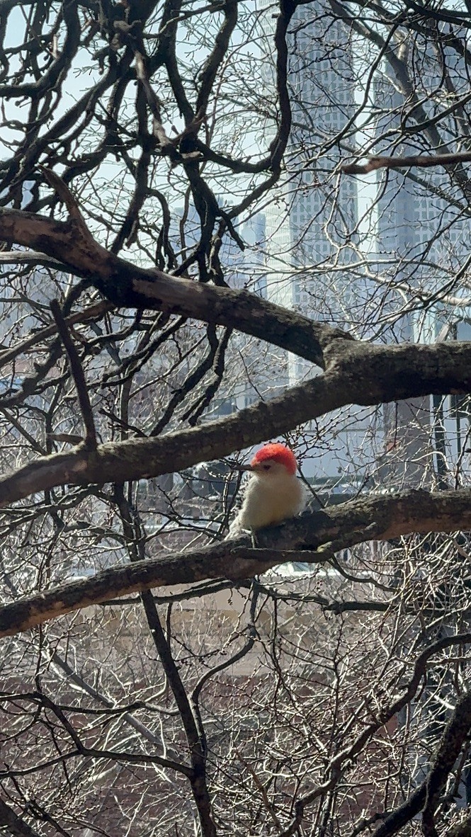 Red-bellied Woodpecker - ML616191930