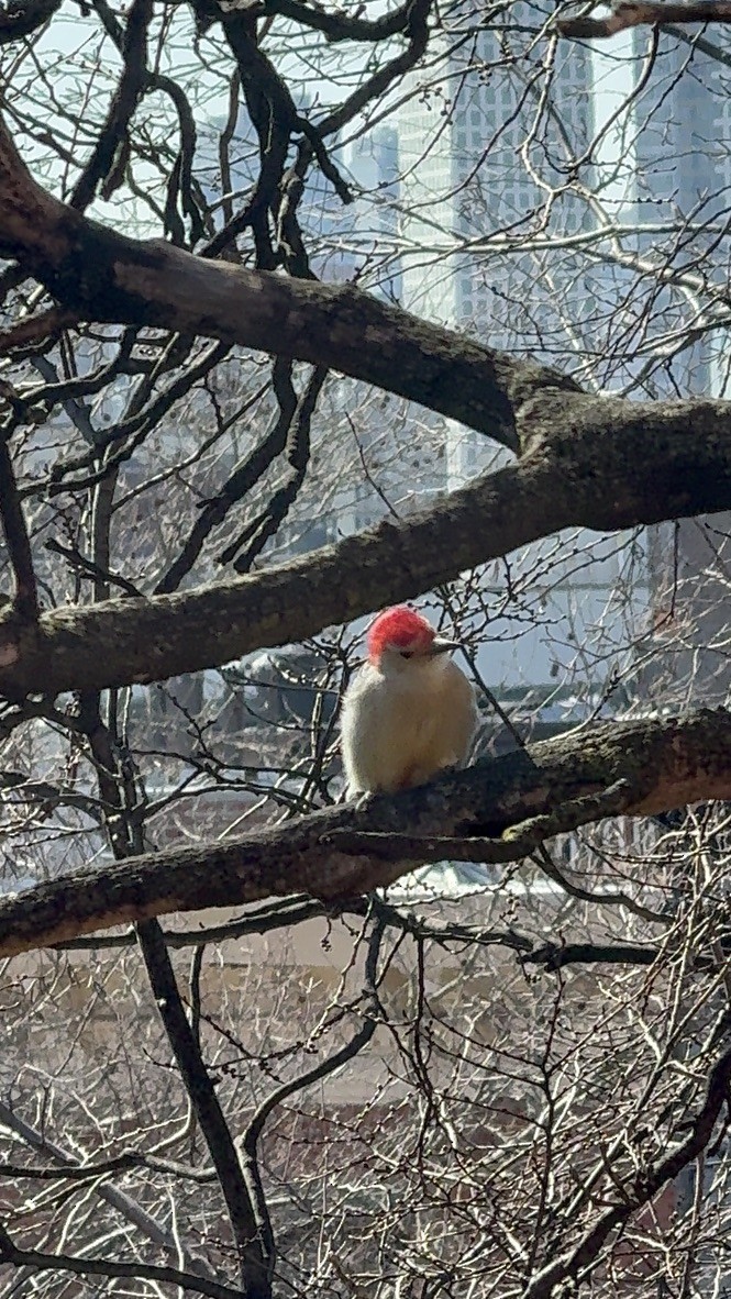 Red-bellied Woodpecker - ML616191931