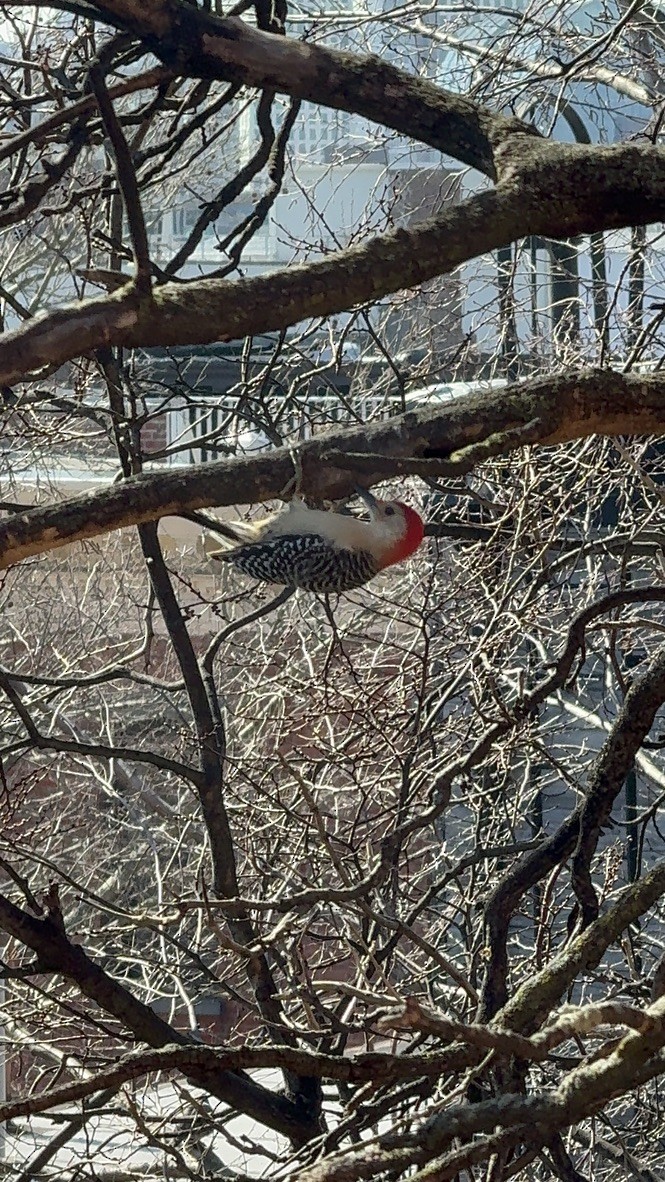Red-bellied Woodpecker - ML616191934