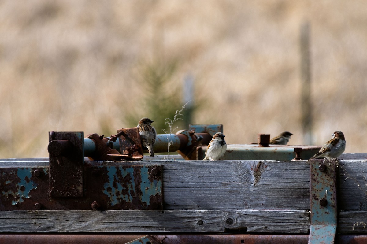 House Sparrow - ML616191936