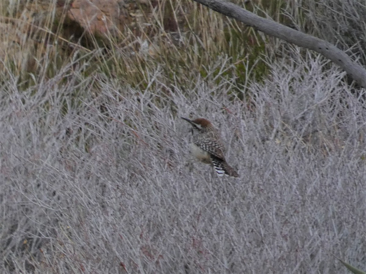 Cactus Wren - ML616191950