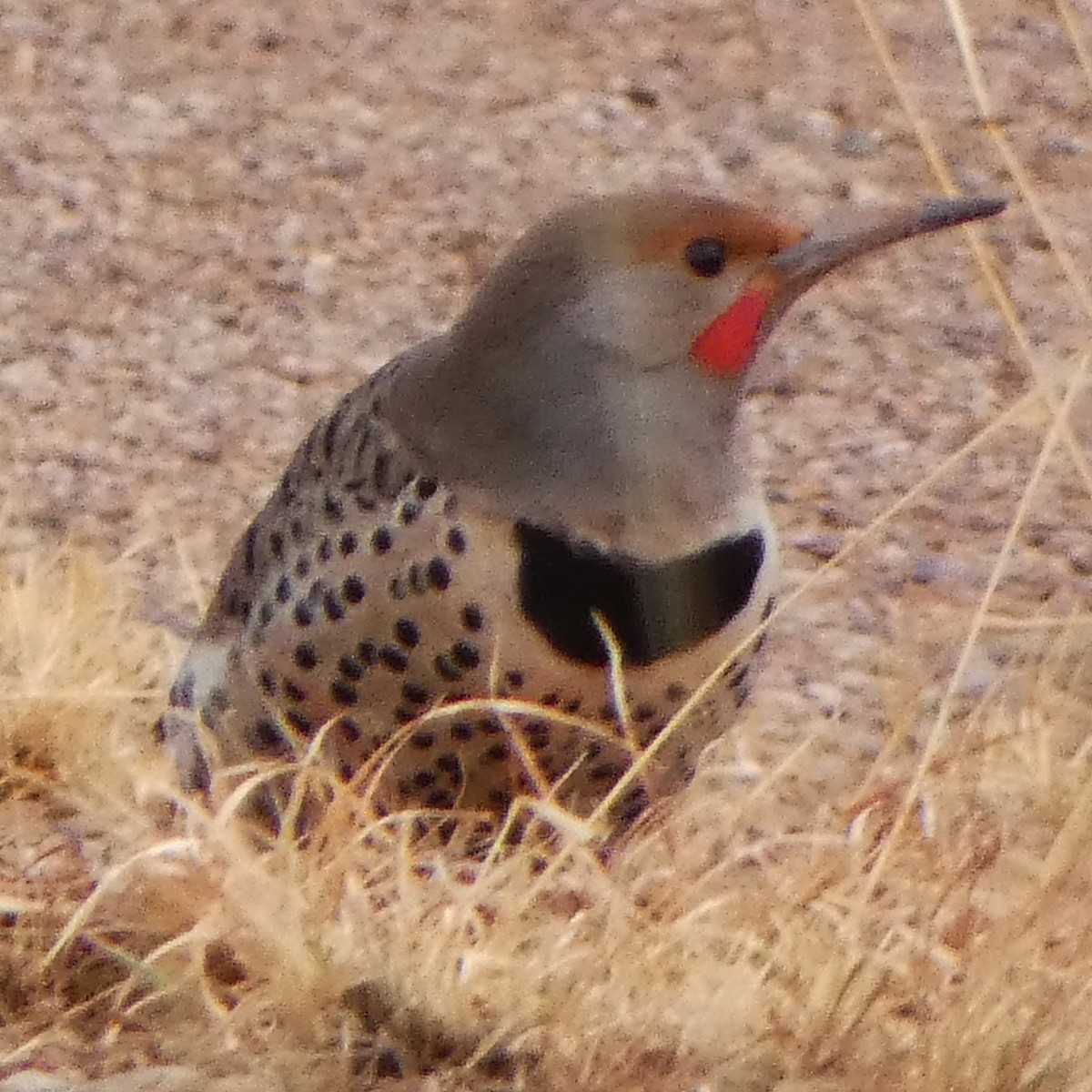 Northern Flicker (Red-shafted) - ML616191962