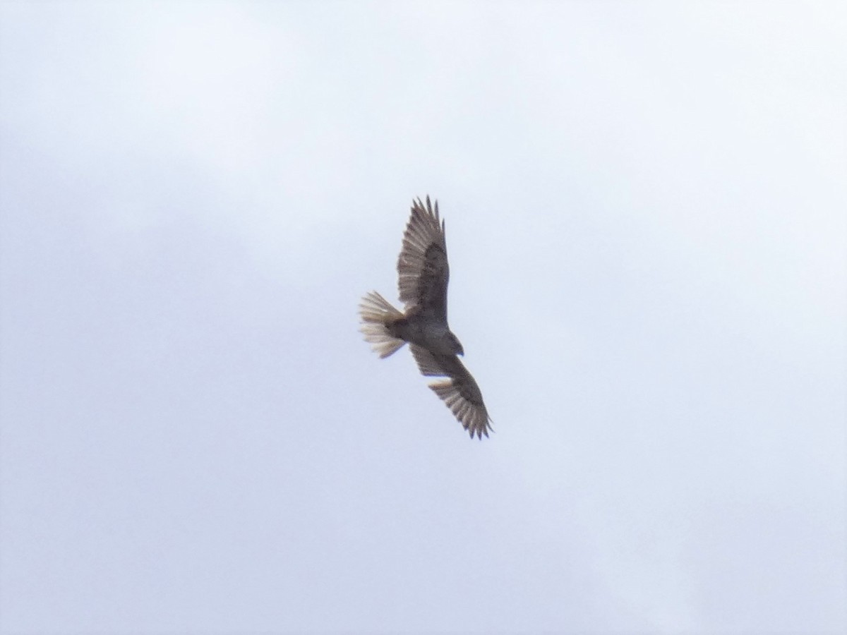 Ferruginous Hawk - ML616191971