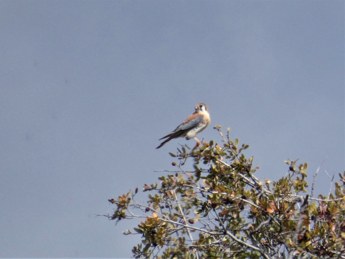 American Kestrel - ML616191973
