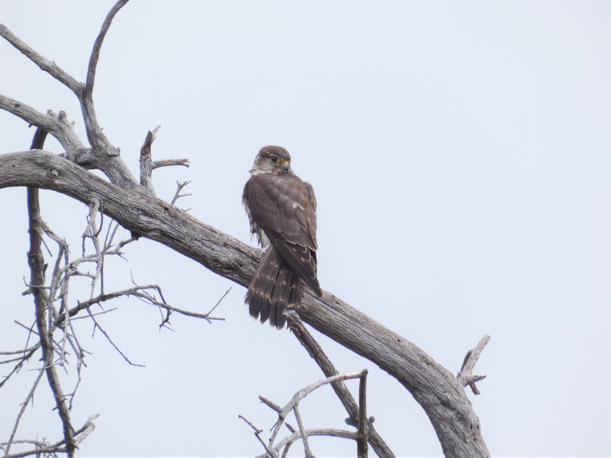 灰背隼 - ML616191976