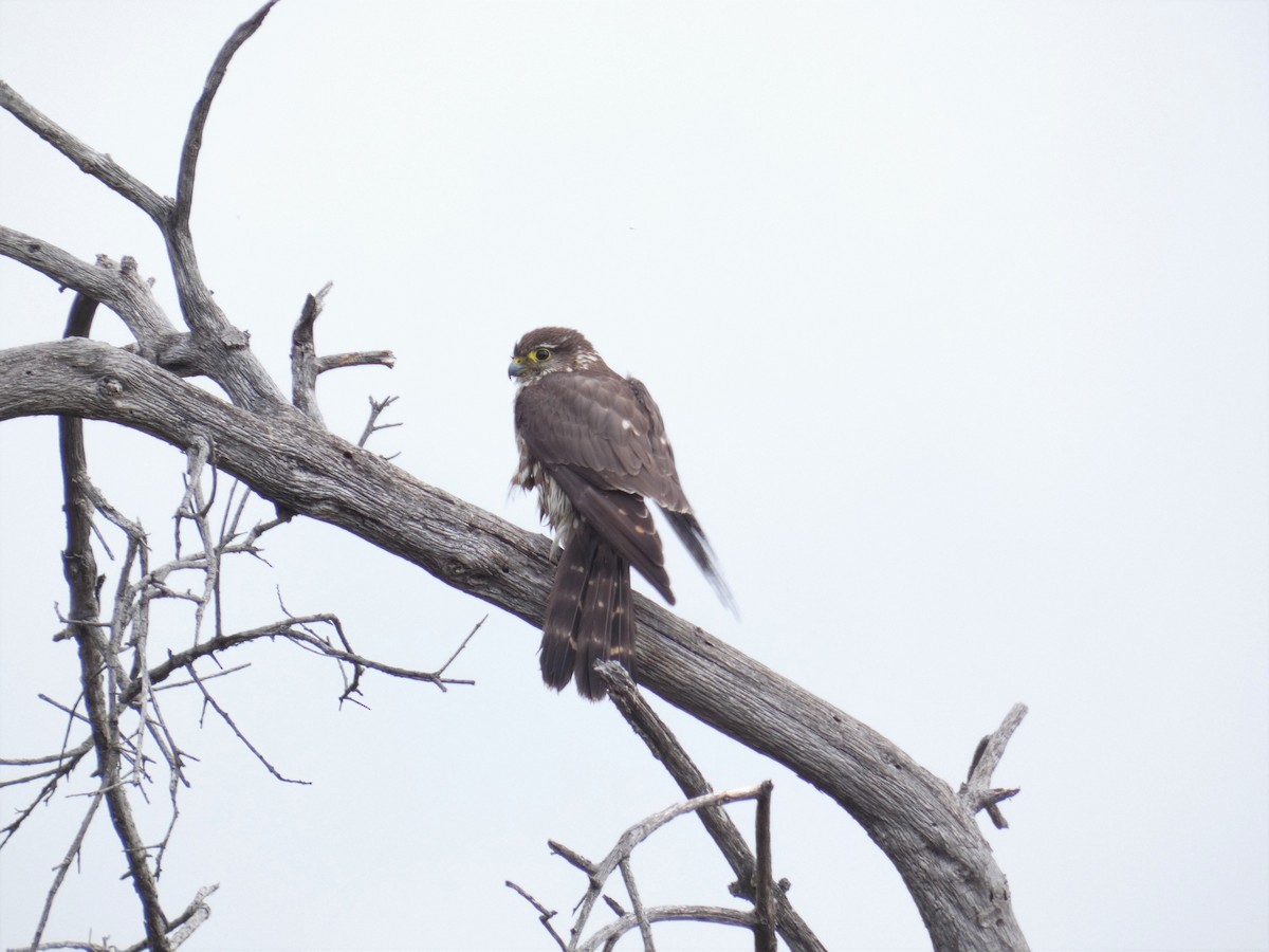 灰背隼 - ML616191977