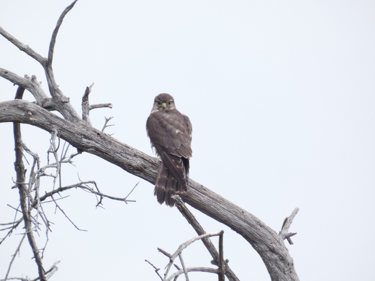 Merlin - ML616191978