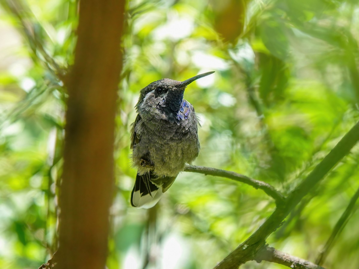 kolibřík blankytohrdlý - ML616192152