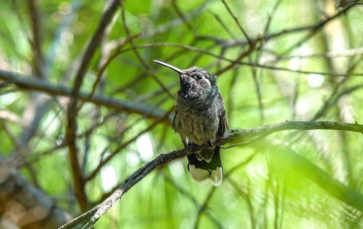 kolibřík blankytohrdlý - ML616192171