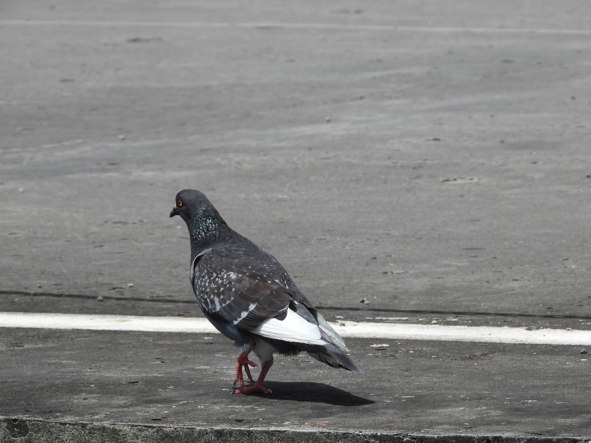 Rock Pigeon (Feral Pigeon) - ML616192250