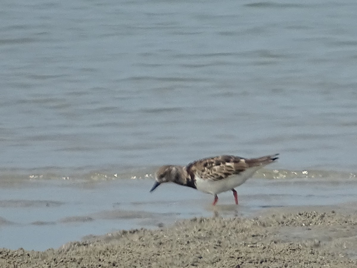 Ruddy Turnstone - ML616192262