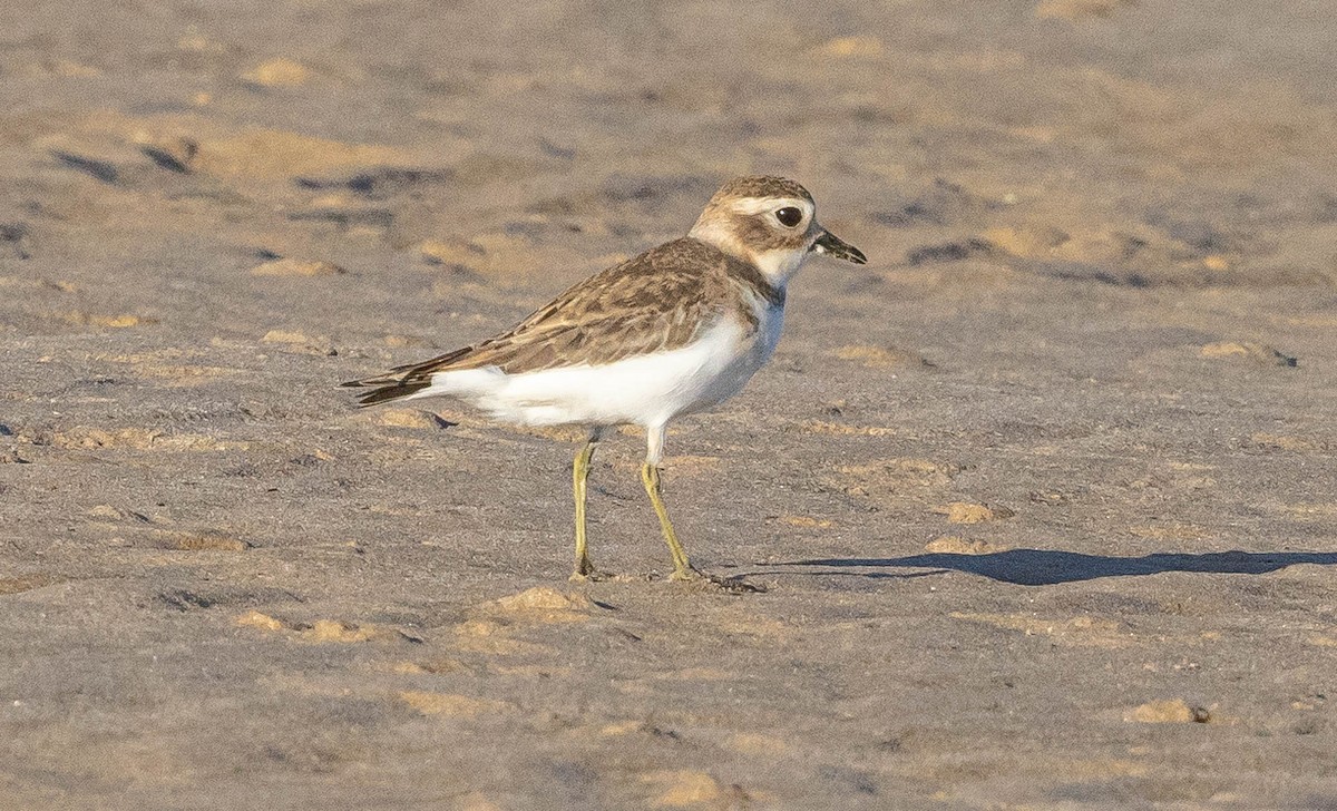 Double-banded Plover - ML616192273