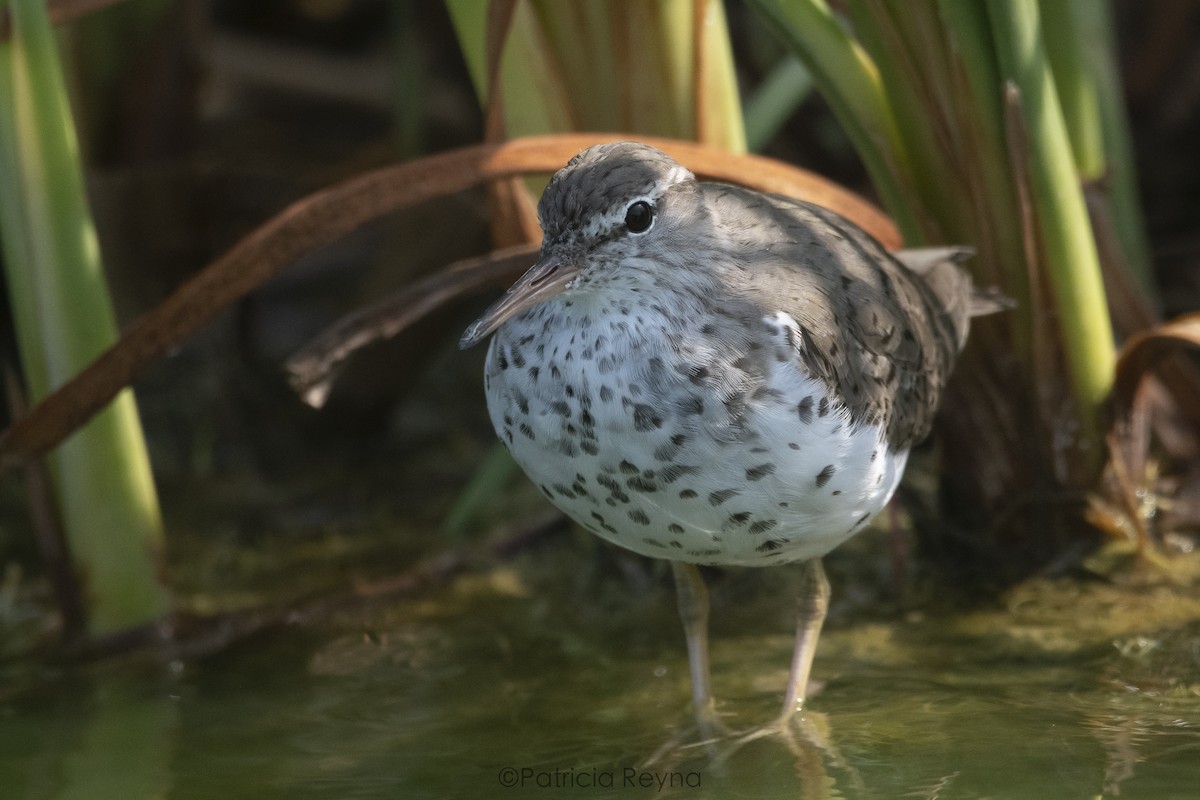 Spotted Sandpiper - ML616192290