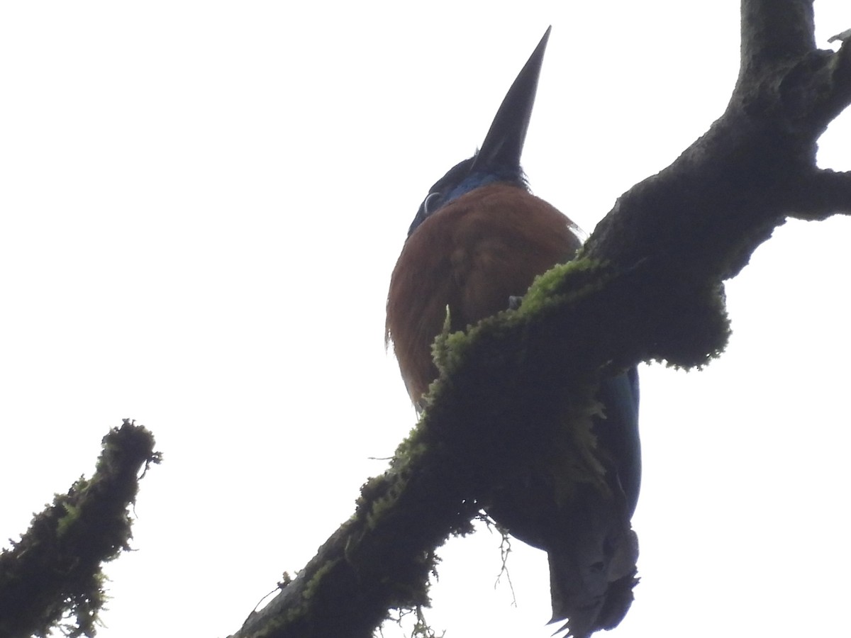 Great Jacamar - Usha Tatini