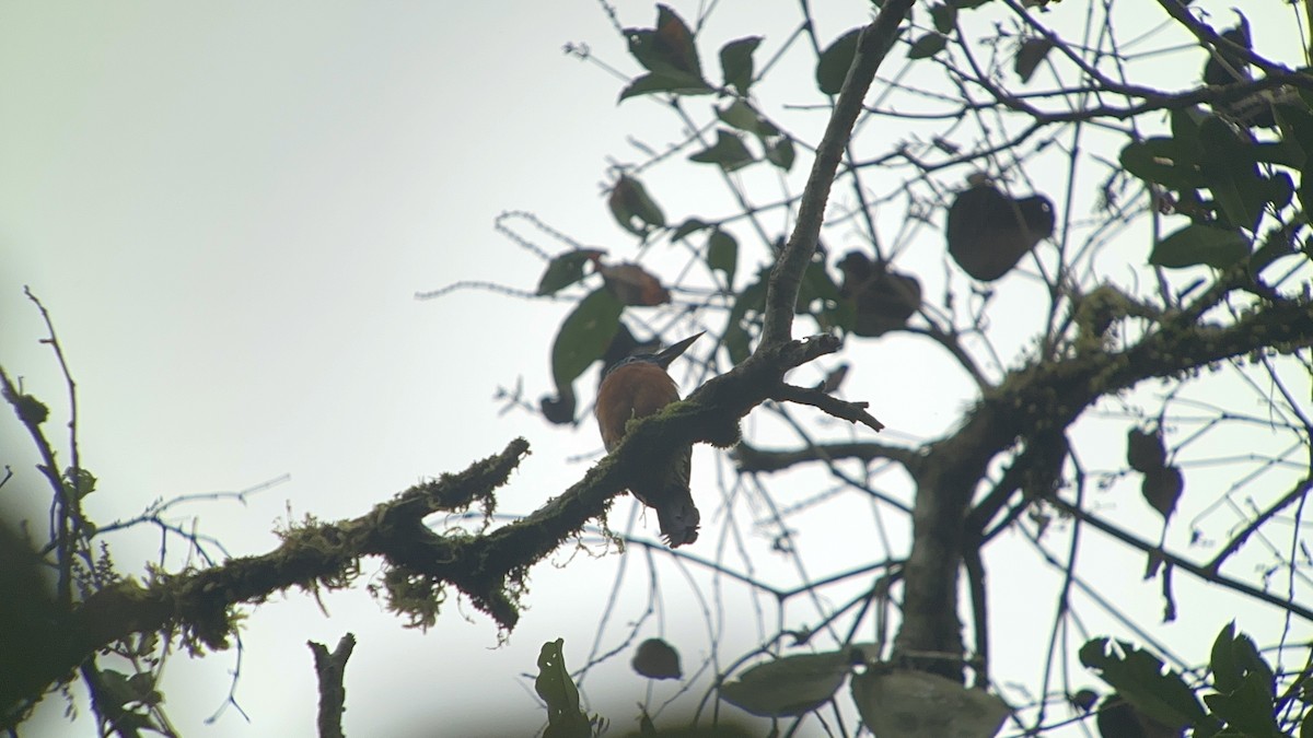 Great Jacamar - Usha Tatini