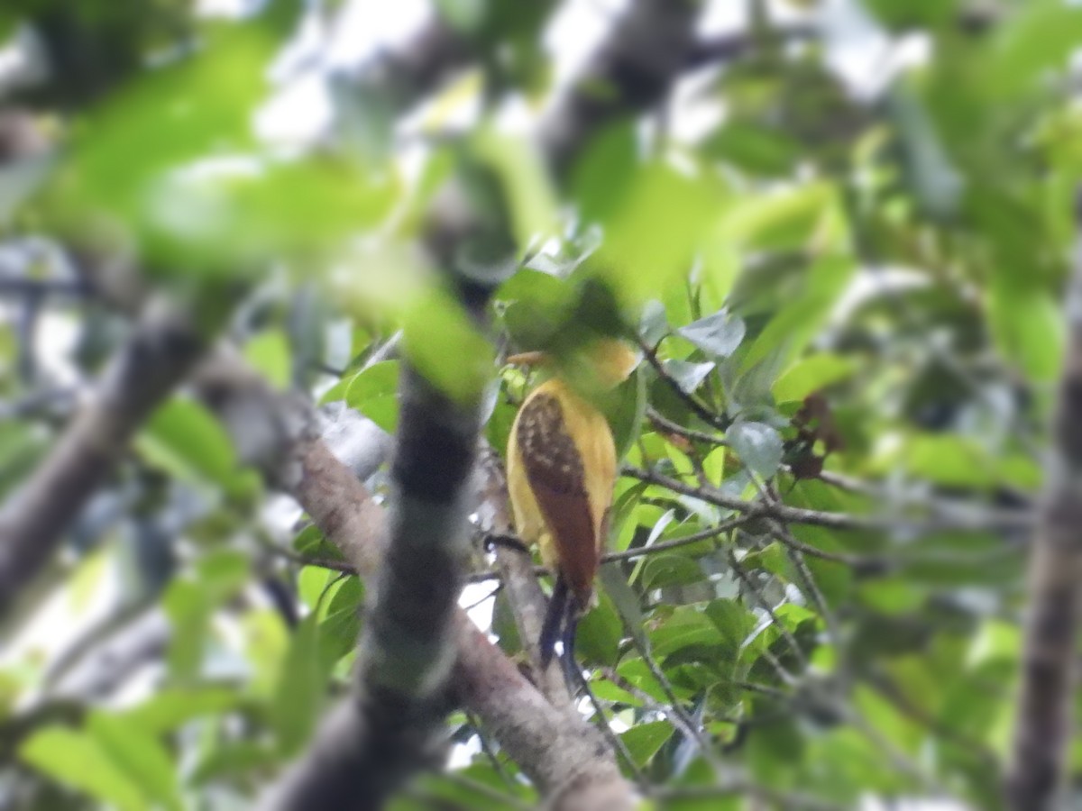 Cream-colored Woodpecker - Usha Tatini