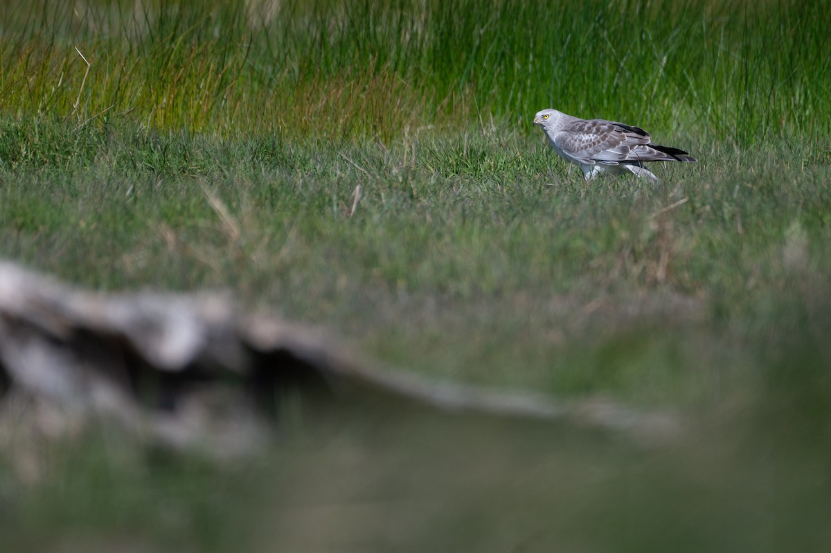 Northern Harrier - ML616192465