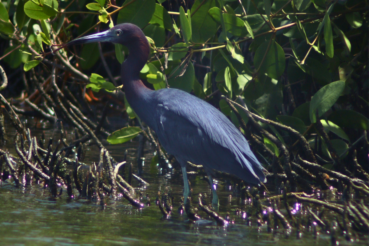 Little Blue Heron - ML616192508