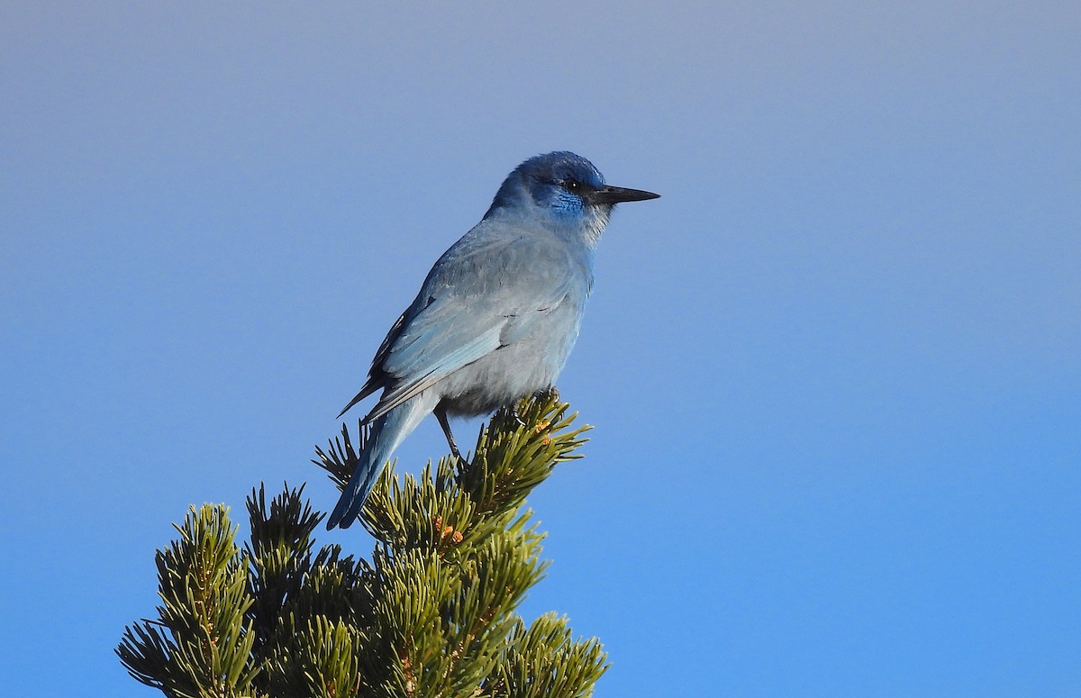 Pinyon Jay - ML616192512