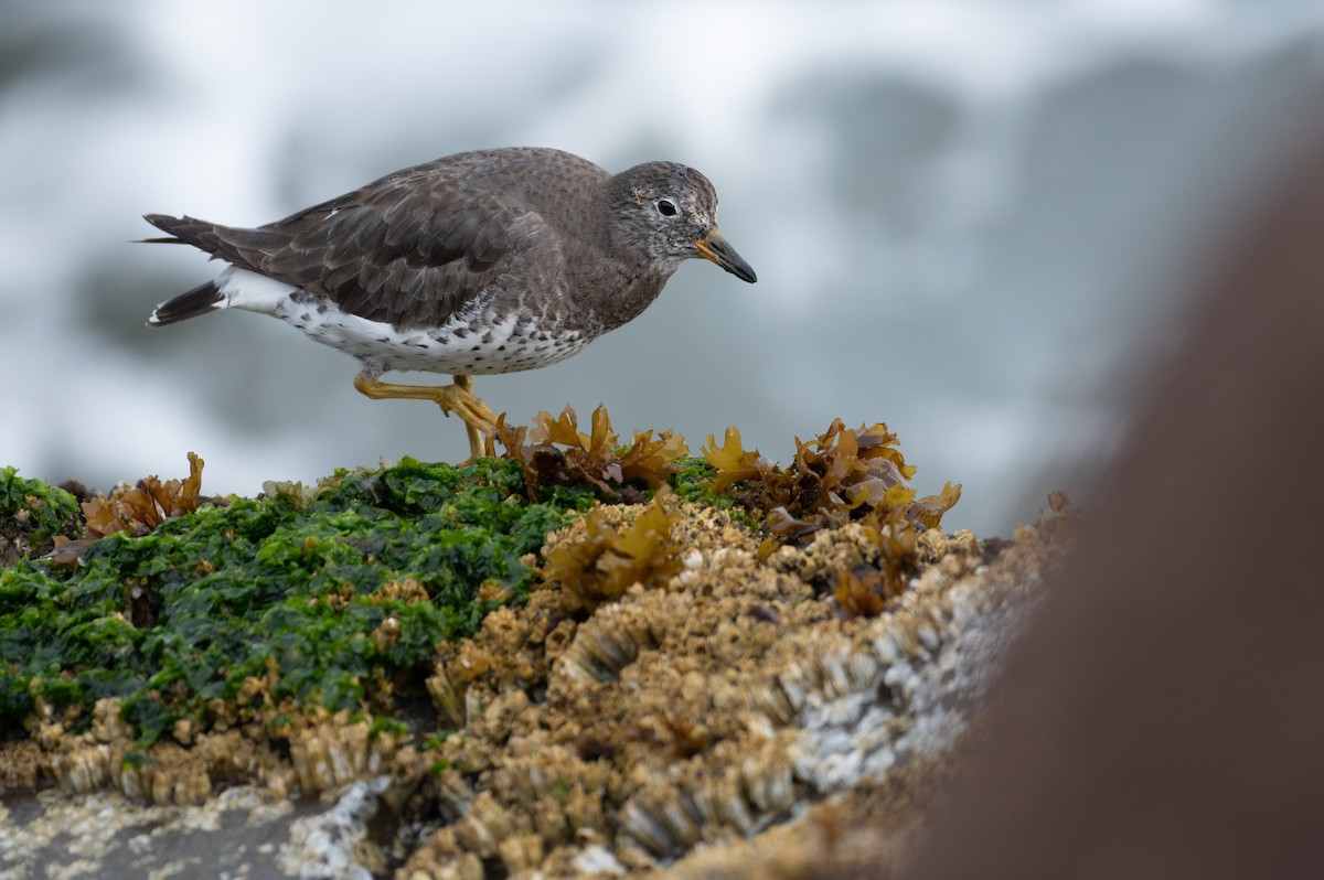 Surfbird - ML616192518