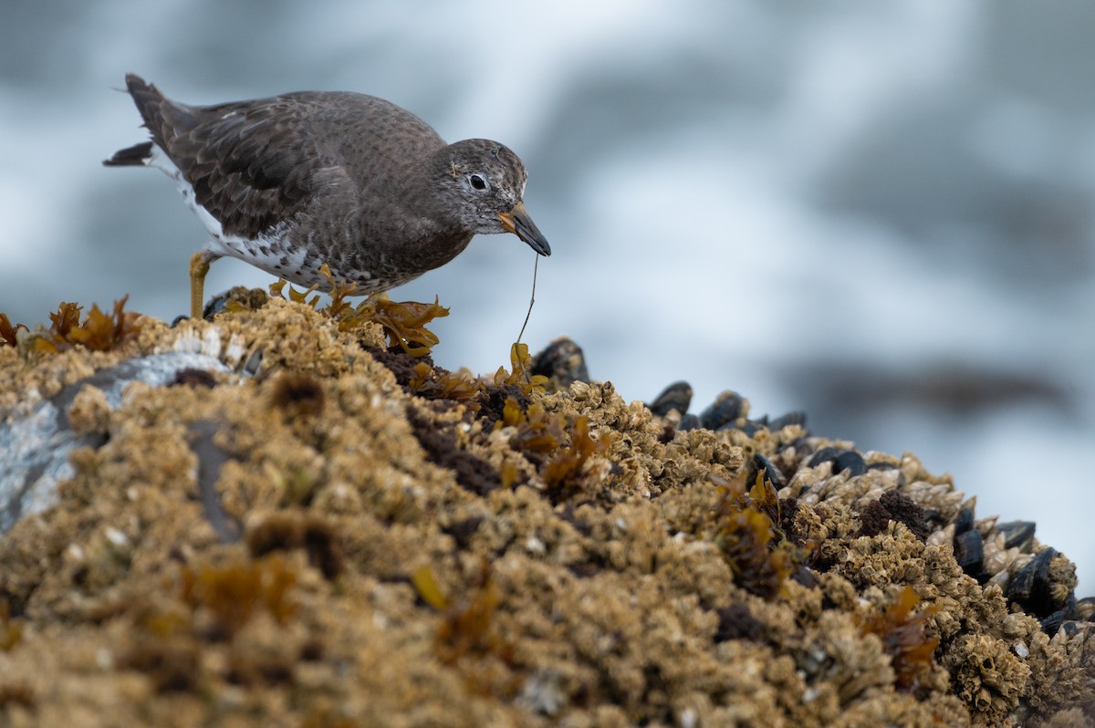 Surfbird - ML616192521