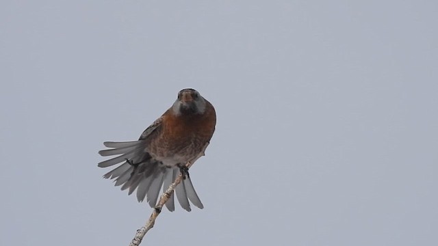 grånakkefjellfink (littoralis) - ML616192574