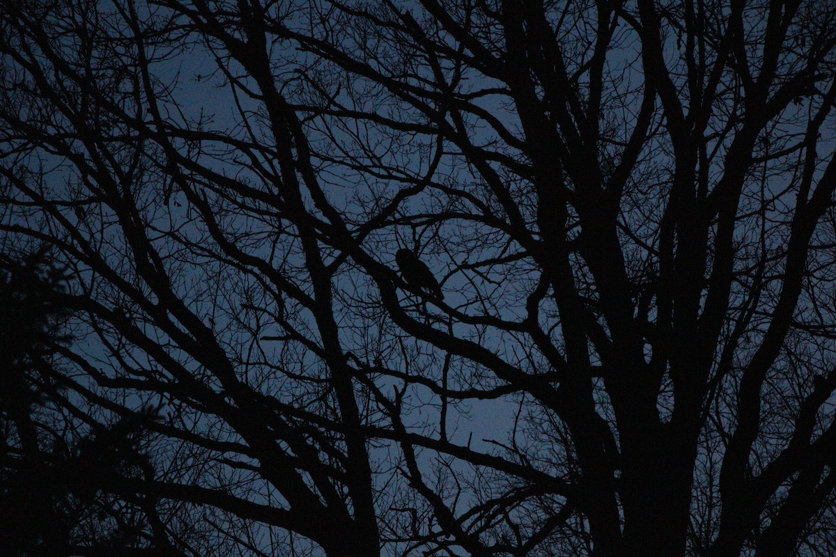 Barred Owl - ML616192622