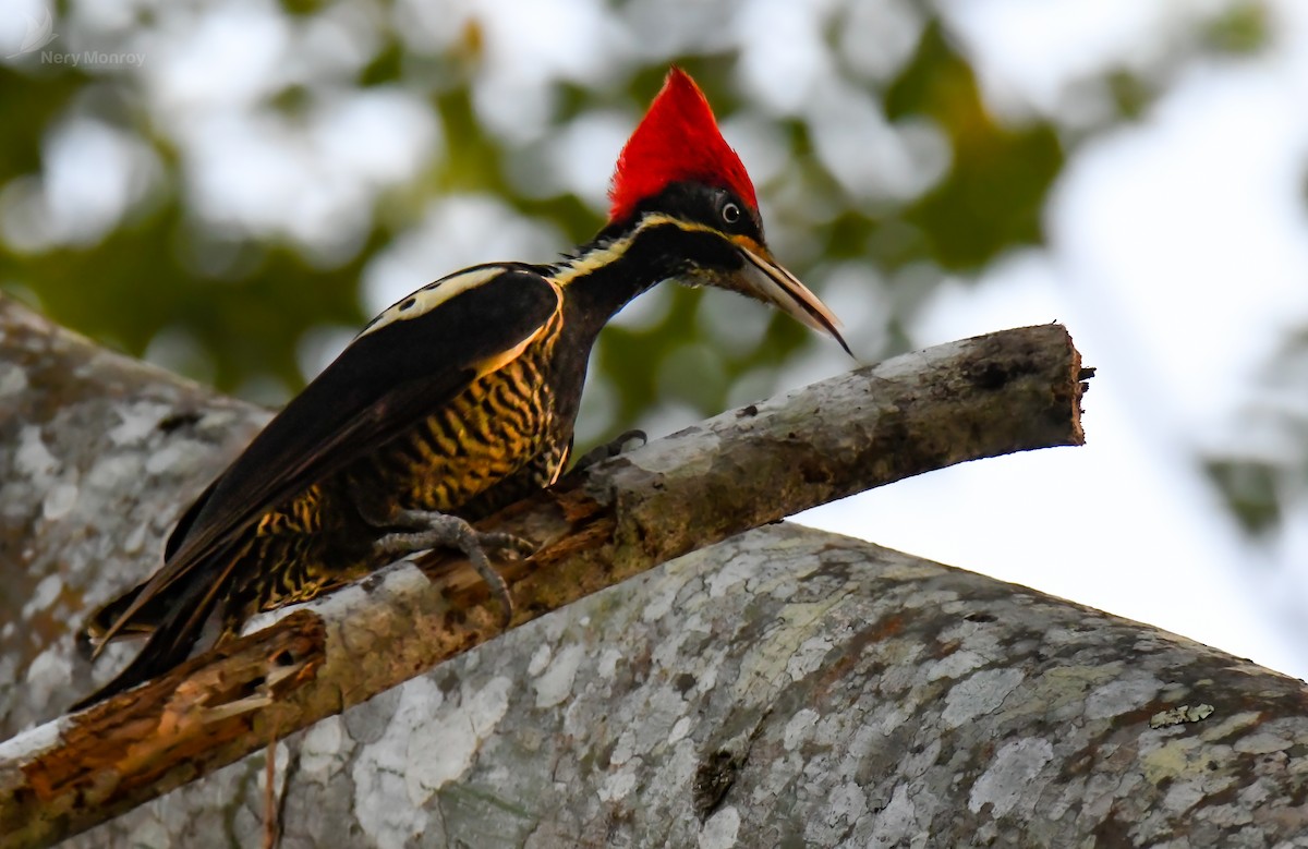 Lineated Woodpecker - ML616192687