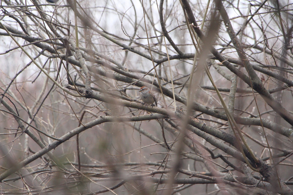 American Tree Sparrow - ML616192691