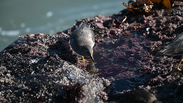 Surfbird - ML616192783