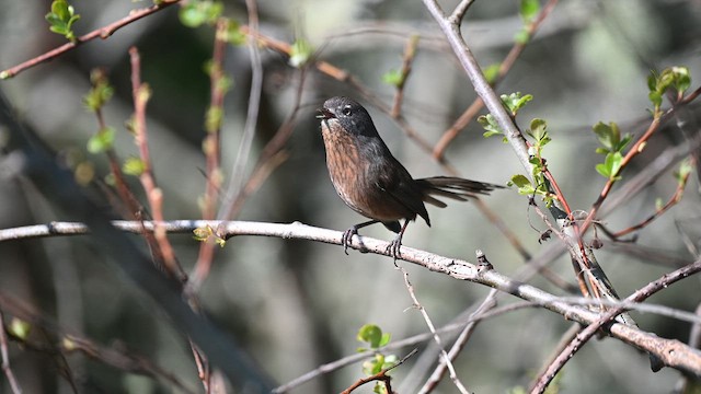 Wrentit - ML616192796