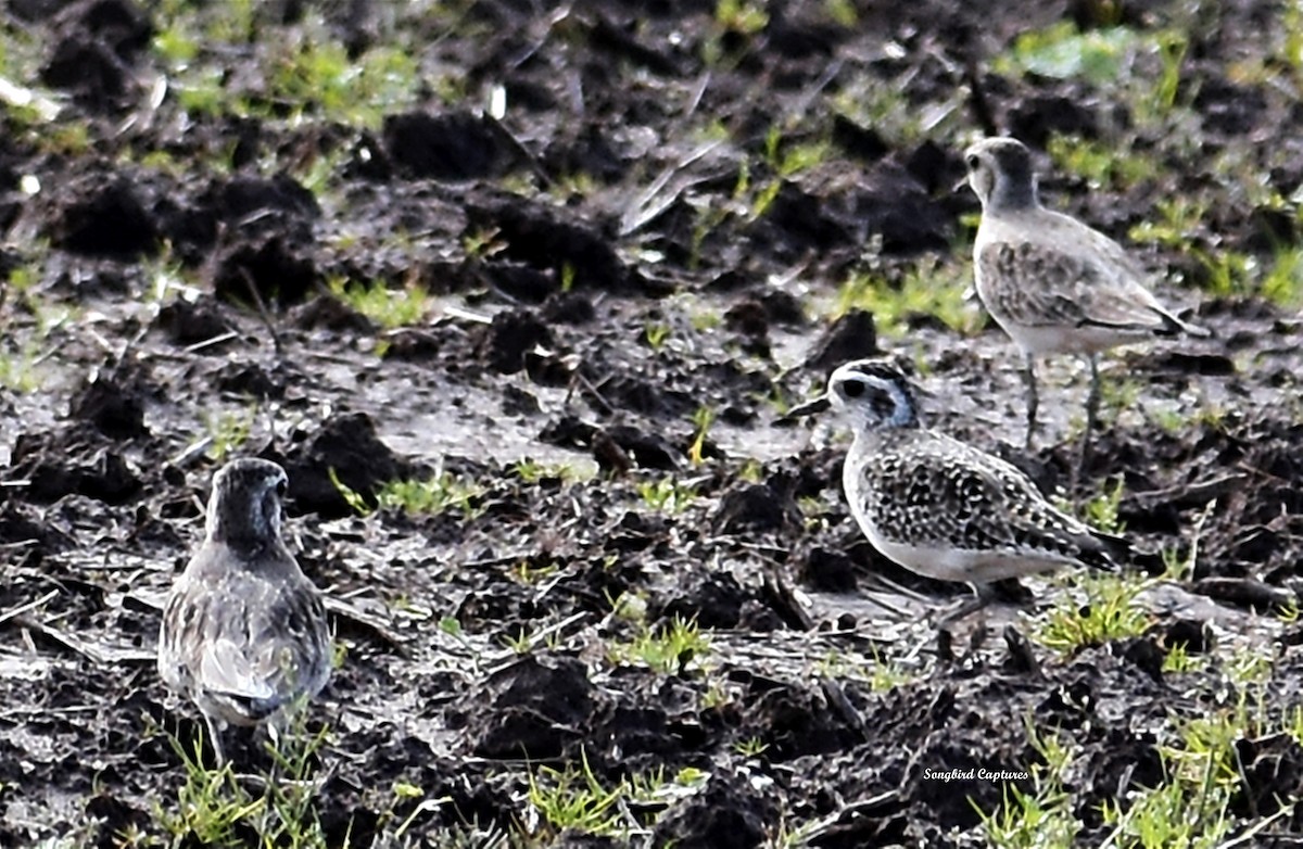 American Golden-Plover - Candace Casey
