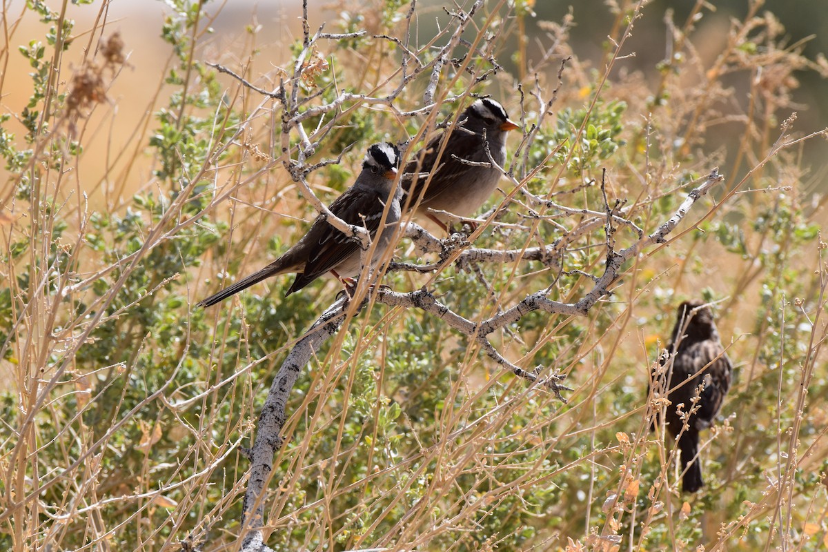 White-crowned Sparrow (Gambel's) - ML616192825