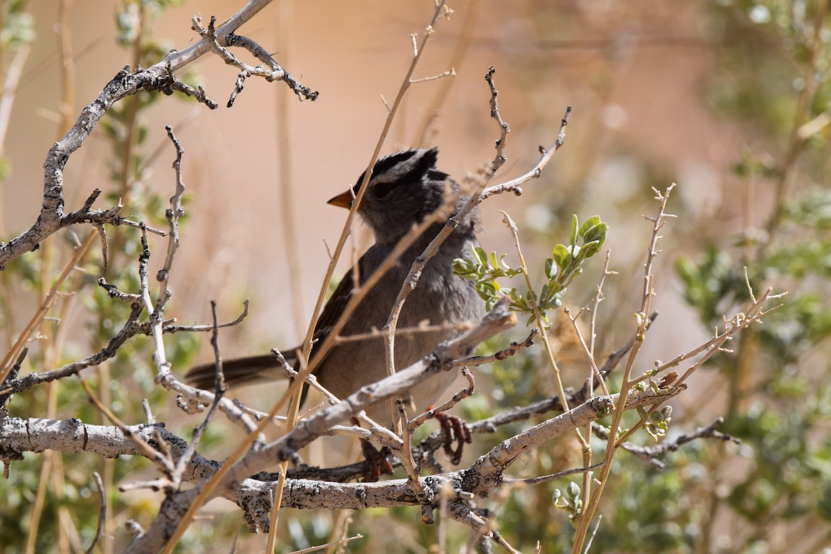 White-crowned Sparrow (Gambel's) - Ryan Bakelaar